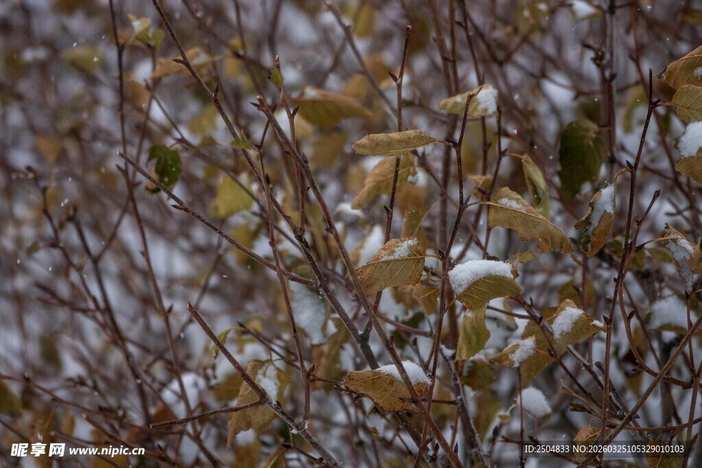 冬日枯叶树枝景象