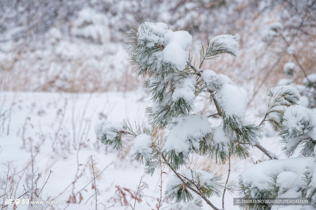 雪覆翠竹景