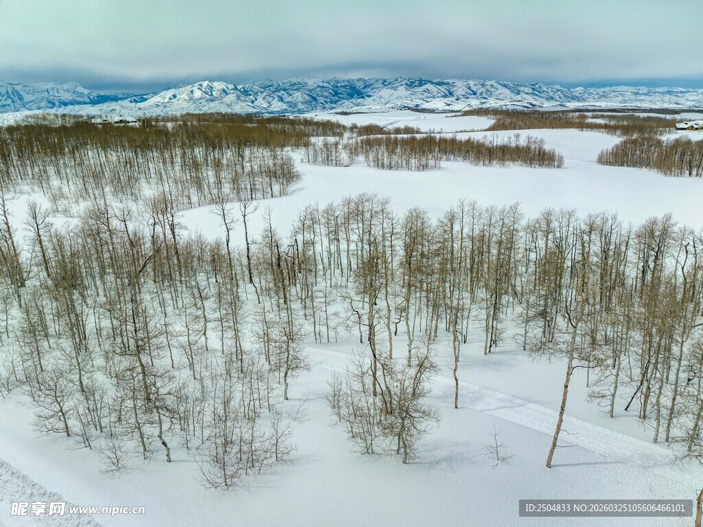 冬日雪覆树林景观