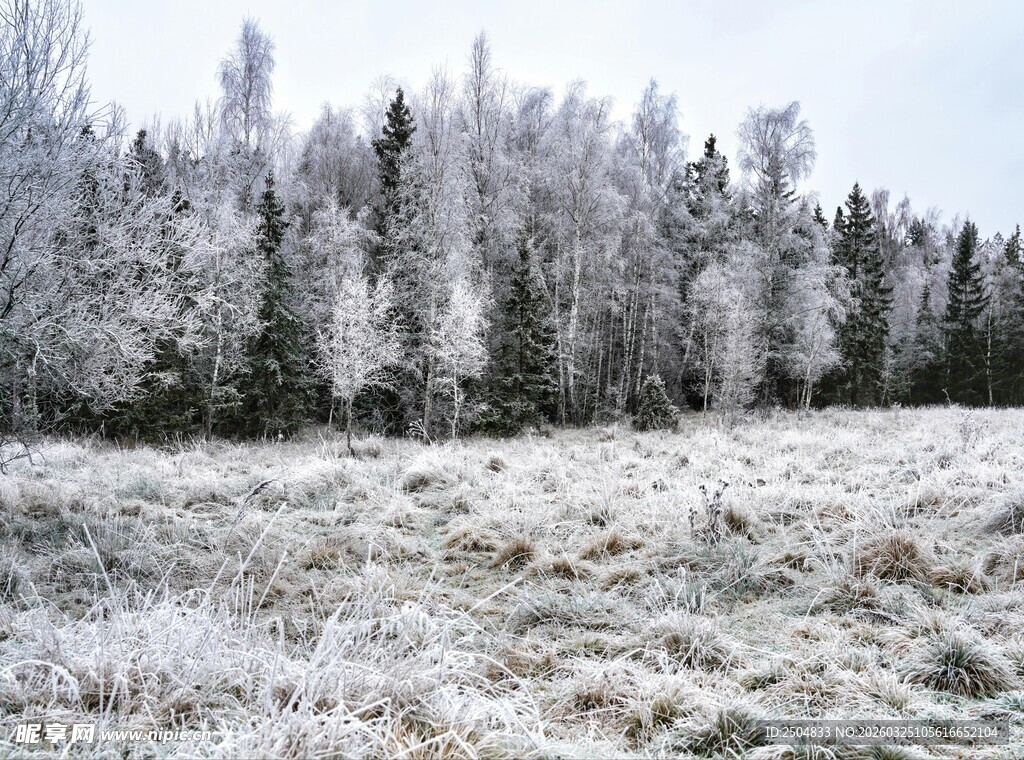 冬日银装素裹的森林草地