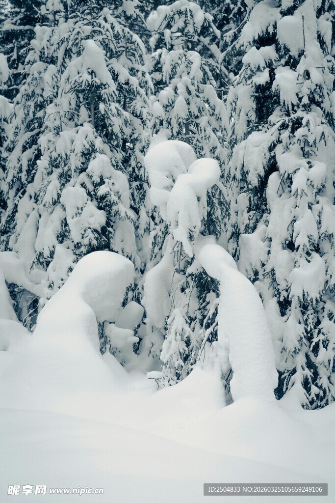 雪覆山林的冬日奇妙景象