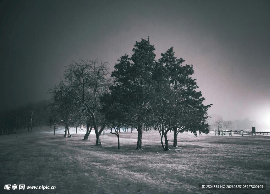 暗夜中的静谧树木景观