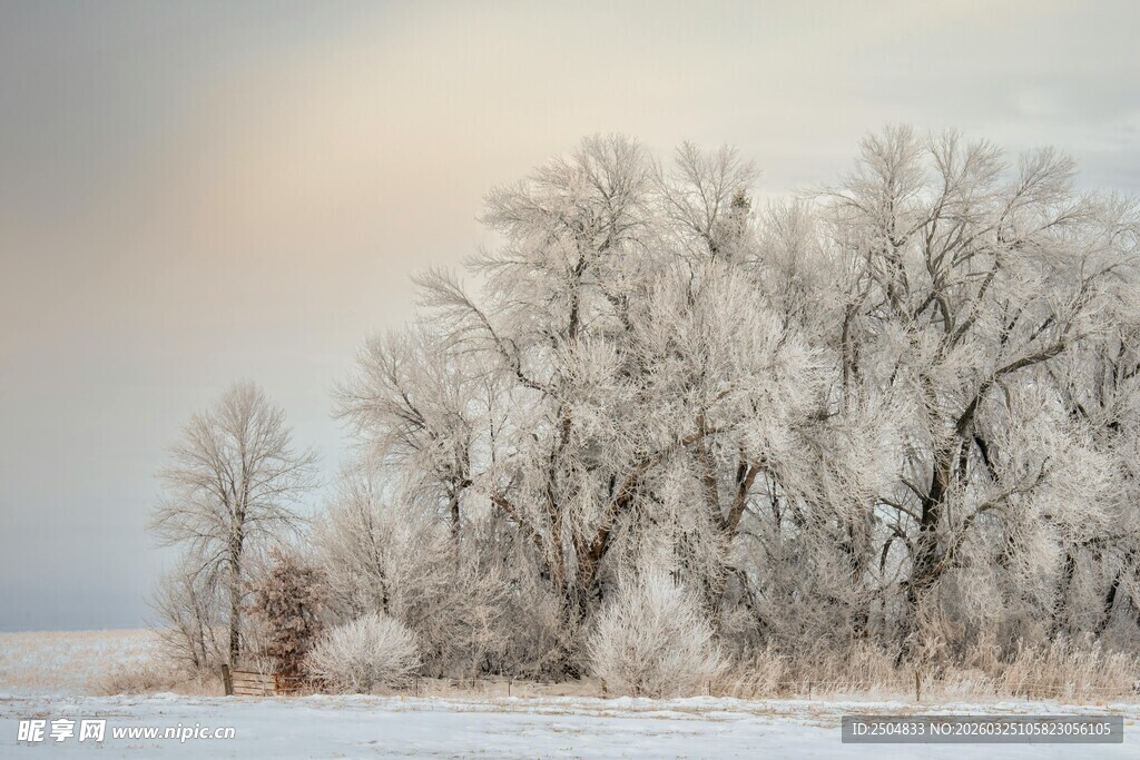 冬日雪覆树林美景