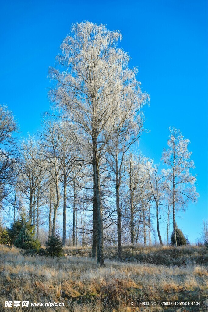 冬日银树蓝天美景