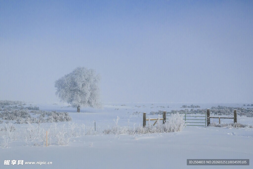 冬日雪景中的孤树与围栏
