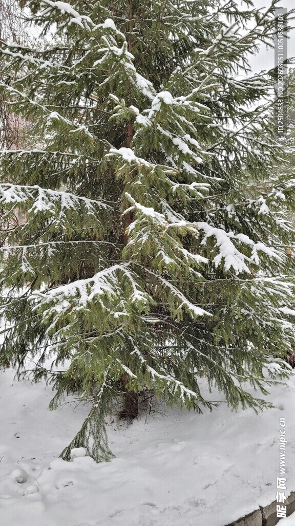 雪覆松枝的冬日景致