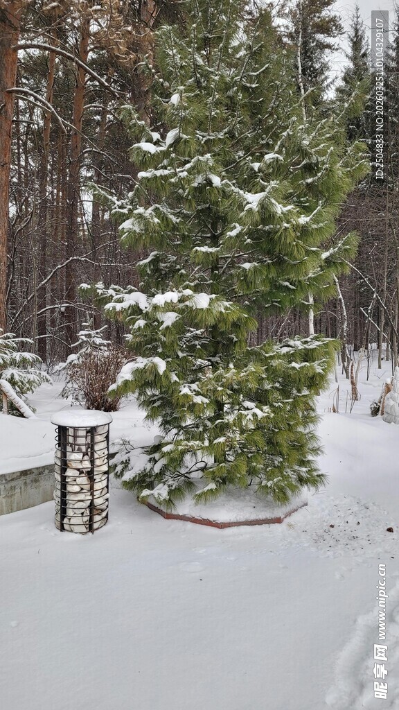 冬日雪林景致