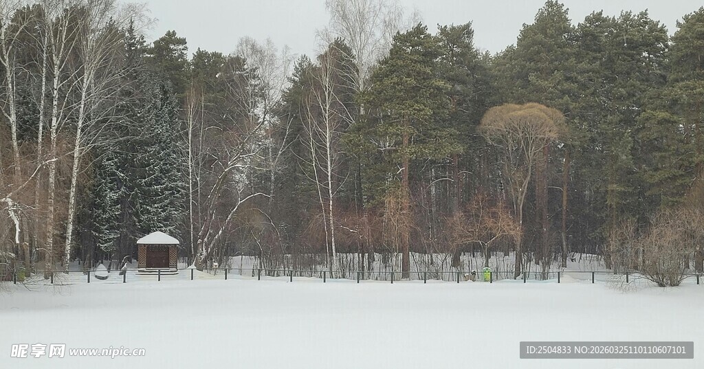 冬日雪林静谧景象