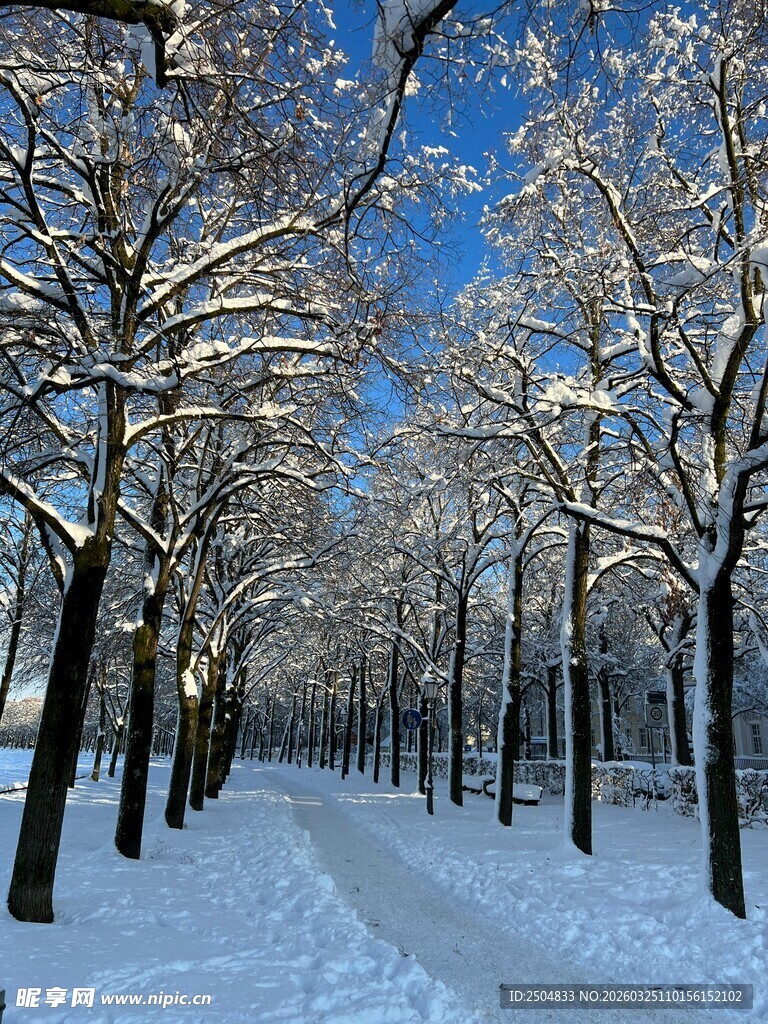 冬日雪覆林间小道