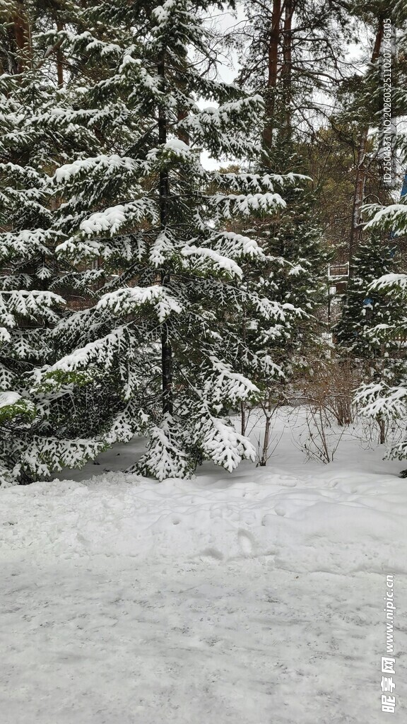 冬日雪景中覆雪的树木