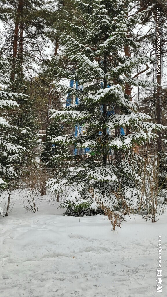 冬日雪景中的茂密松林