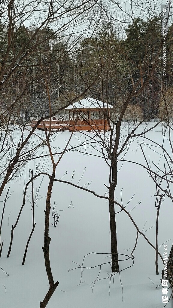 雪覆树林中的红顶小屋