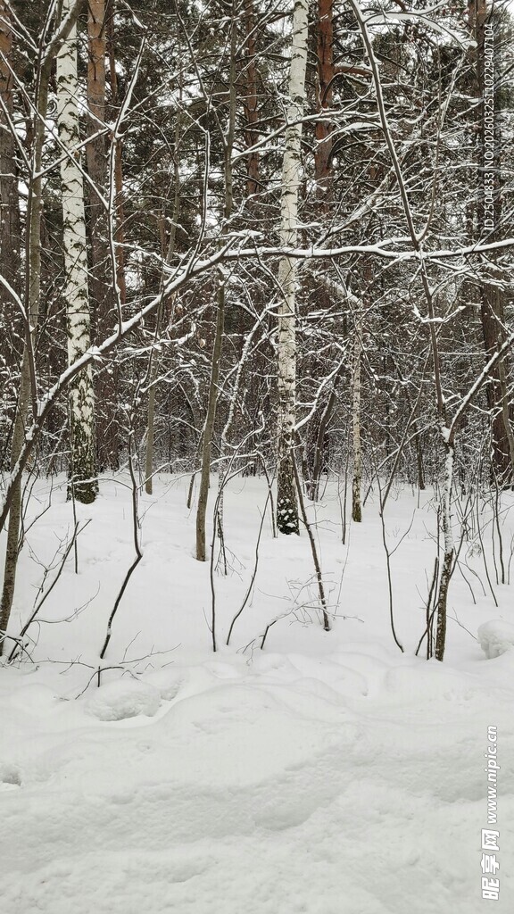 冬日白桦林雪景