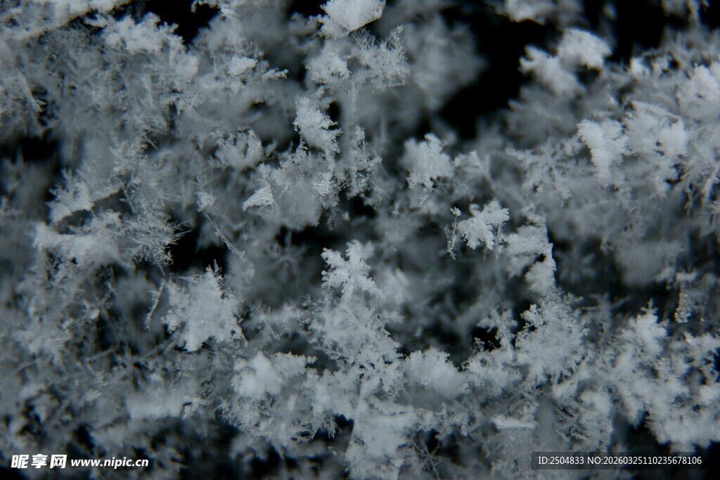 银霜覆盖的繁茂枝叶