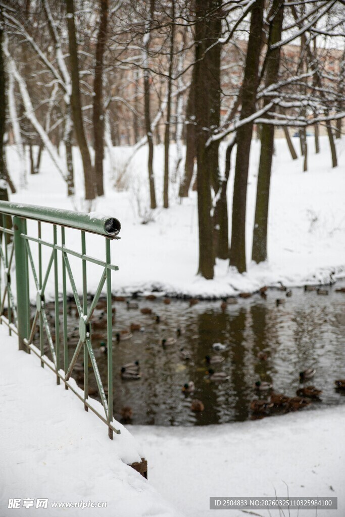 冬日雪覆树林中的小桥