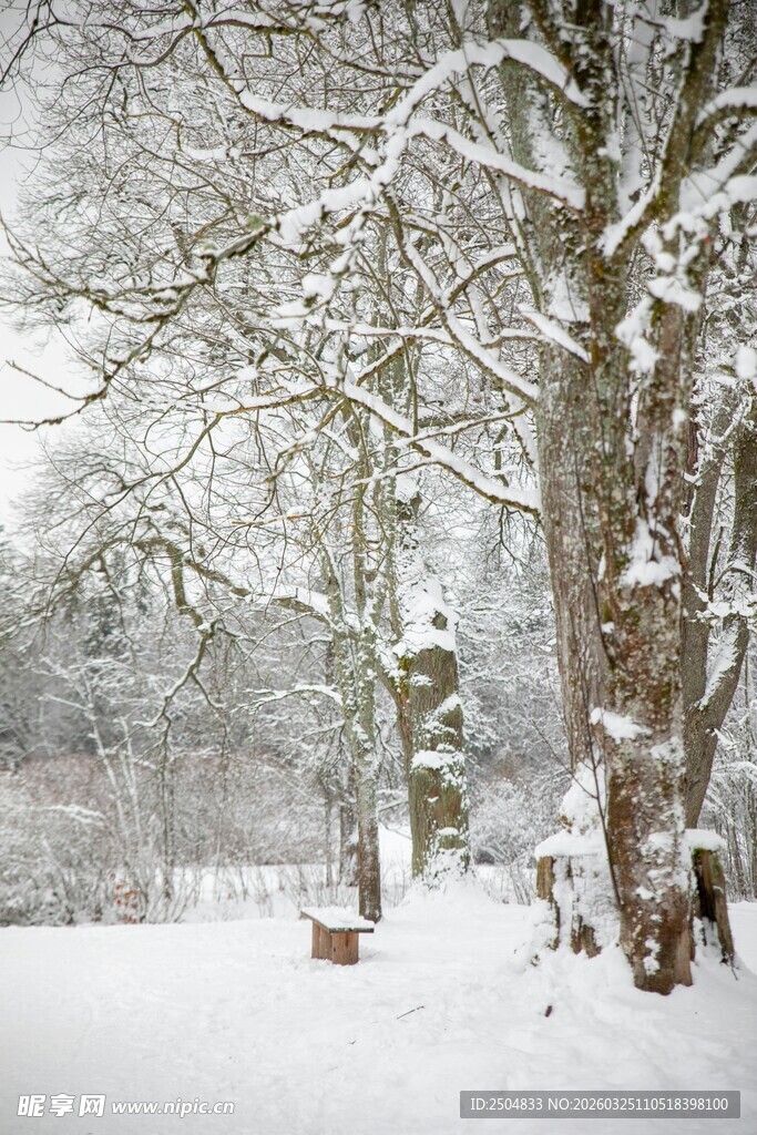 冬日雪景中的静谧树林