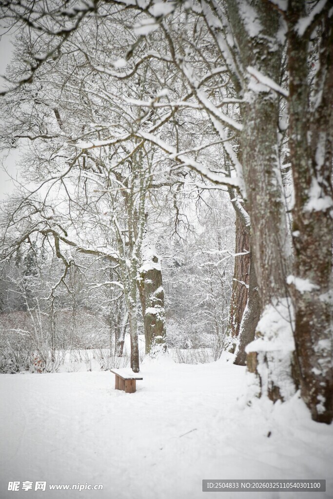 冬日雪景中的静谧树林