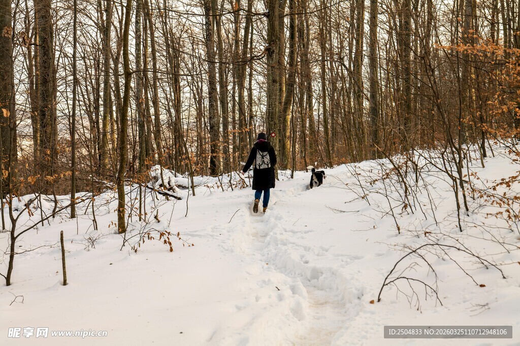 雪地林间一人两犬漫步