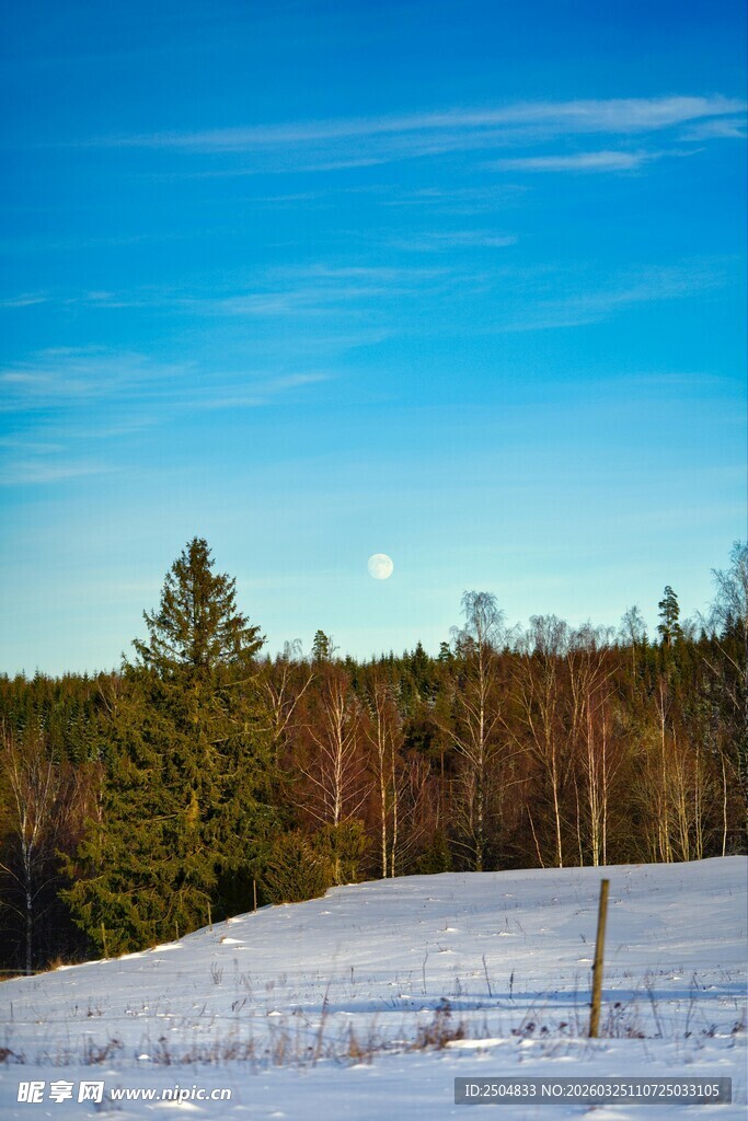 冬日雪野中的松林景观
