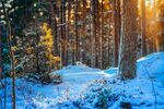 冬日雪林暖阳下的静谧小径