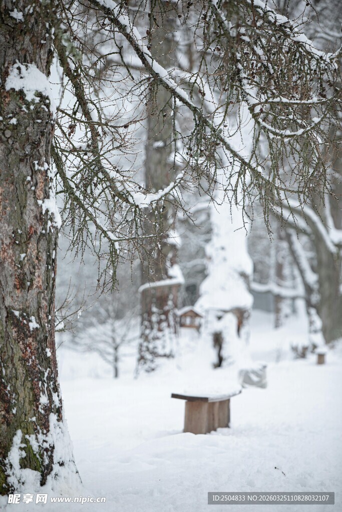 雪覆林间静谧景