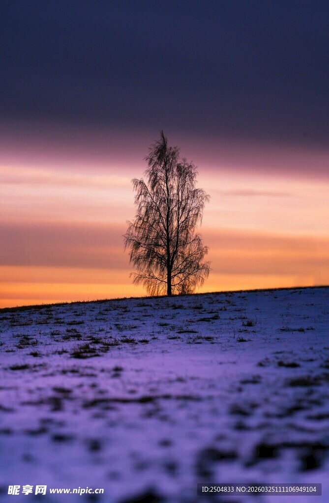 雪地孤树的黄昏美景