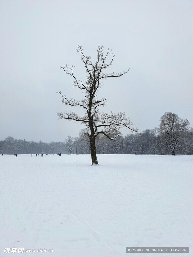 雪野中的孤寂枯树