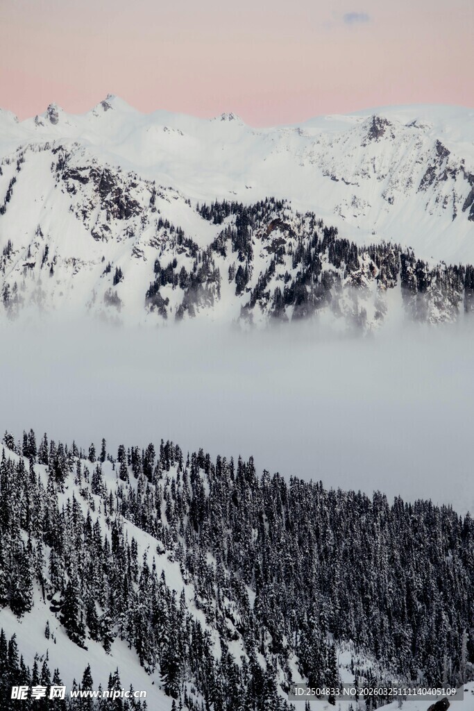 雪山松林间的壮美景色