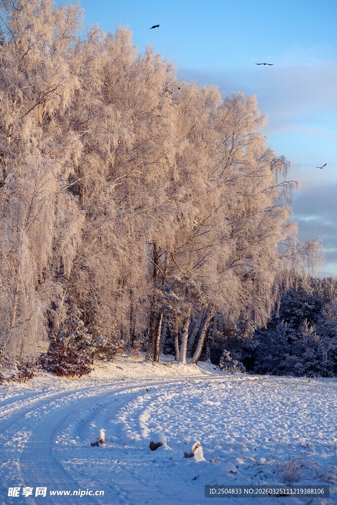 冬日雪林风景