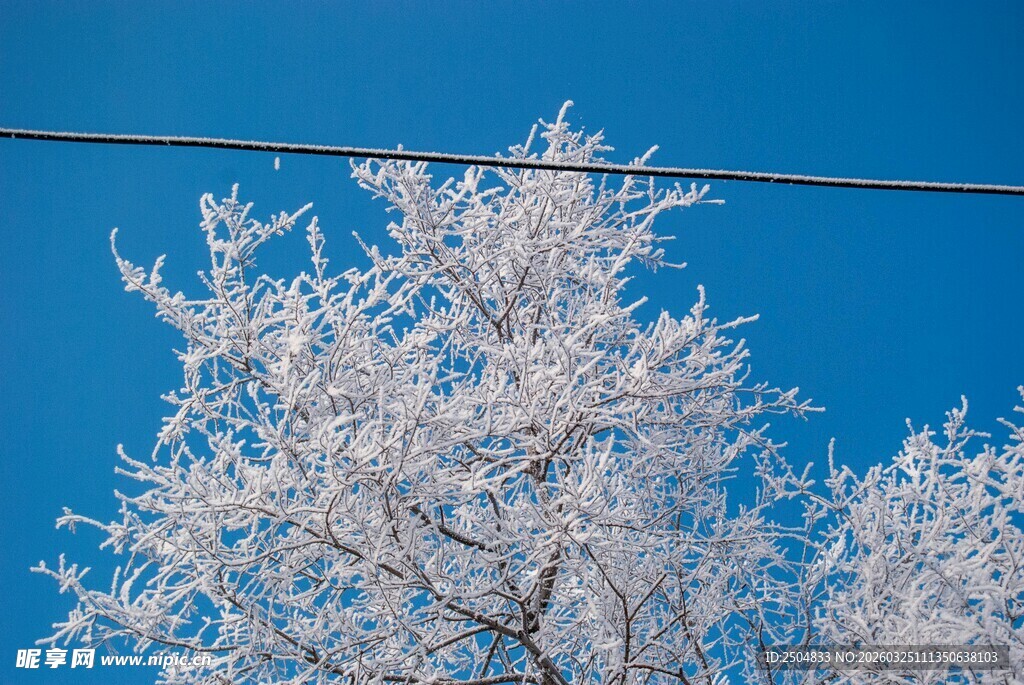 枝头覆雪 蓝天映衬美景