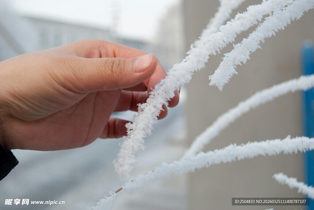 手触覆霜树枝的瞬间