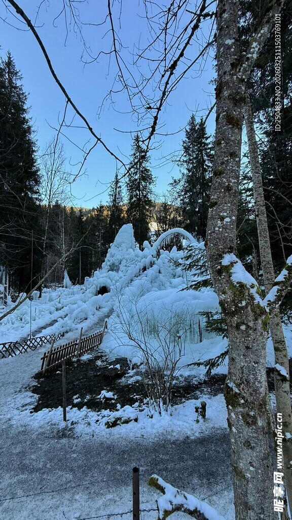 冬日雪覆树林景观
