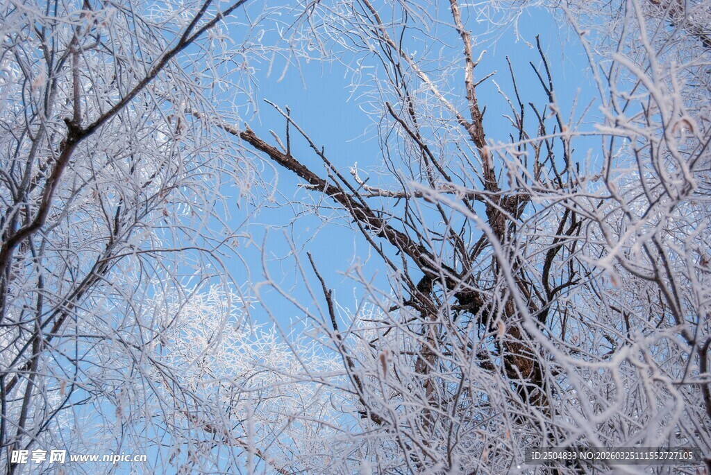 冬日银装素裹的树枝景观