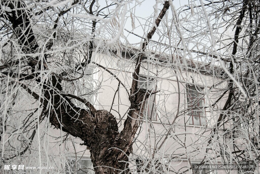 冬日覆雪树枝景观