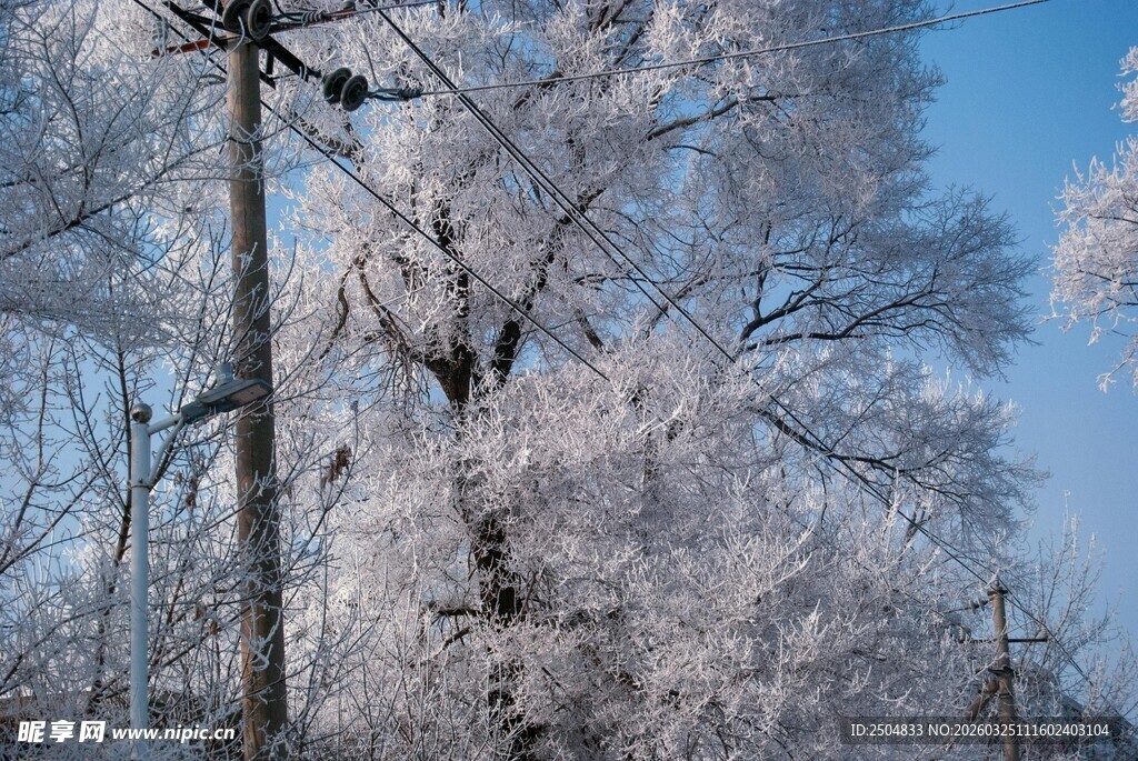 冬日银装素裹的树木景观