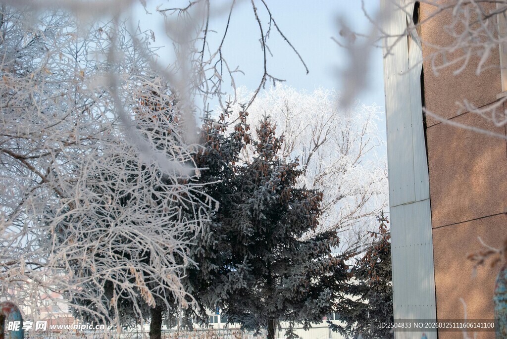 冬日覆雪树木景致
