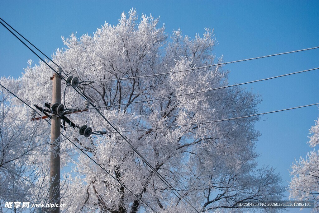 冬日覆雪树木与电线杆