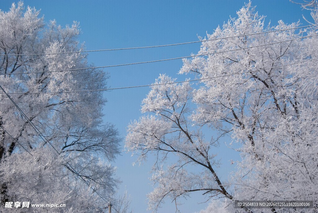 冬日银树 蓝天映衬美景