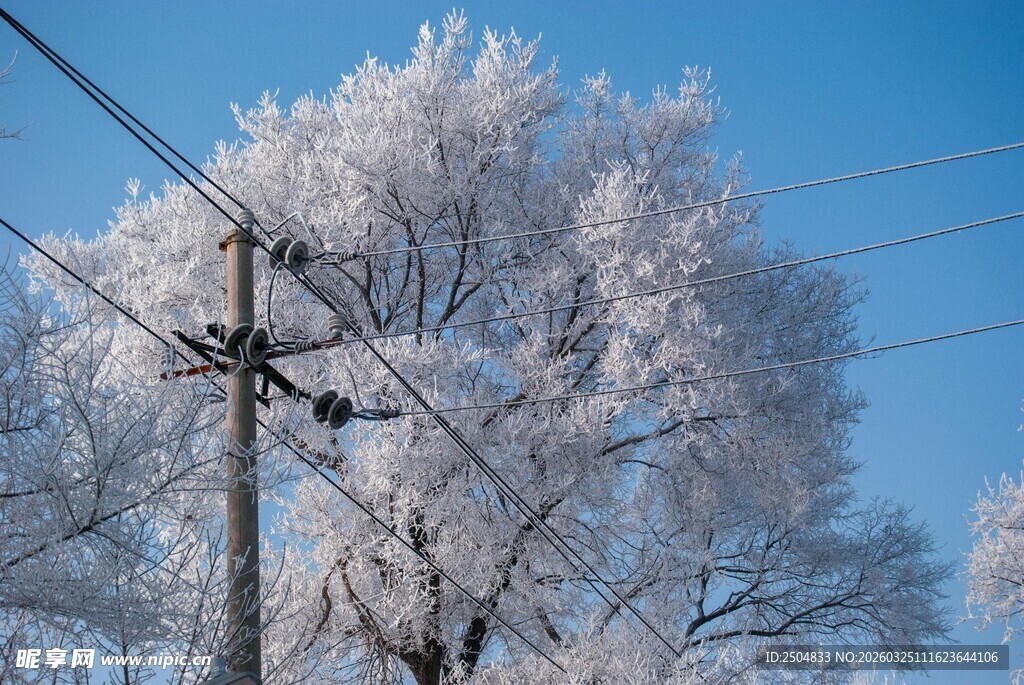 冬日银装素裹的树木与电线