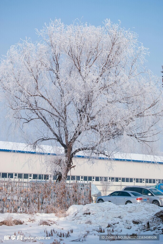 冬日霜树雪景