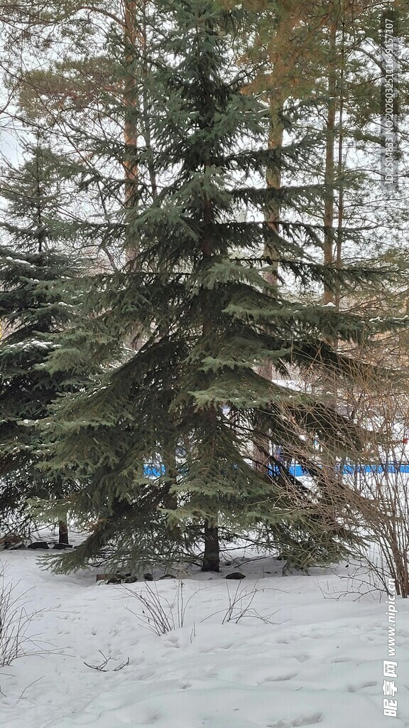 冬日雪景中的挺拔松树