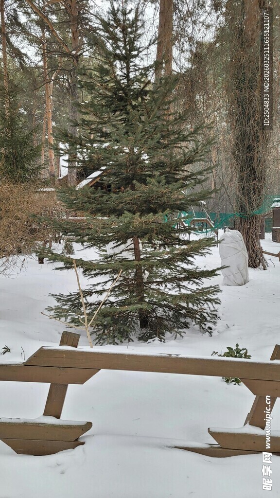 冬日雪林里的木质景观