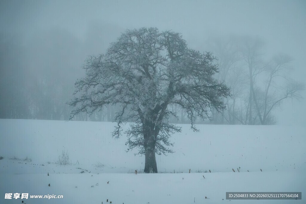雪野中的孤独树木