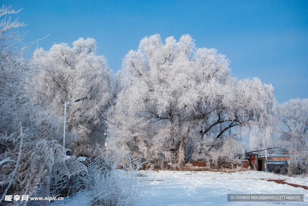 冬日银装素裹的树木景观