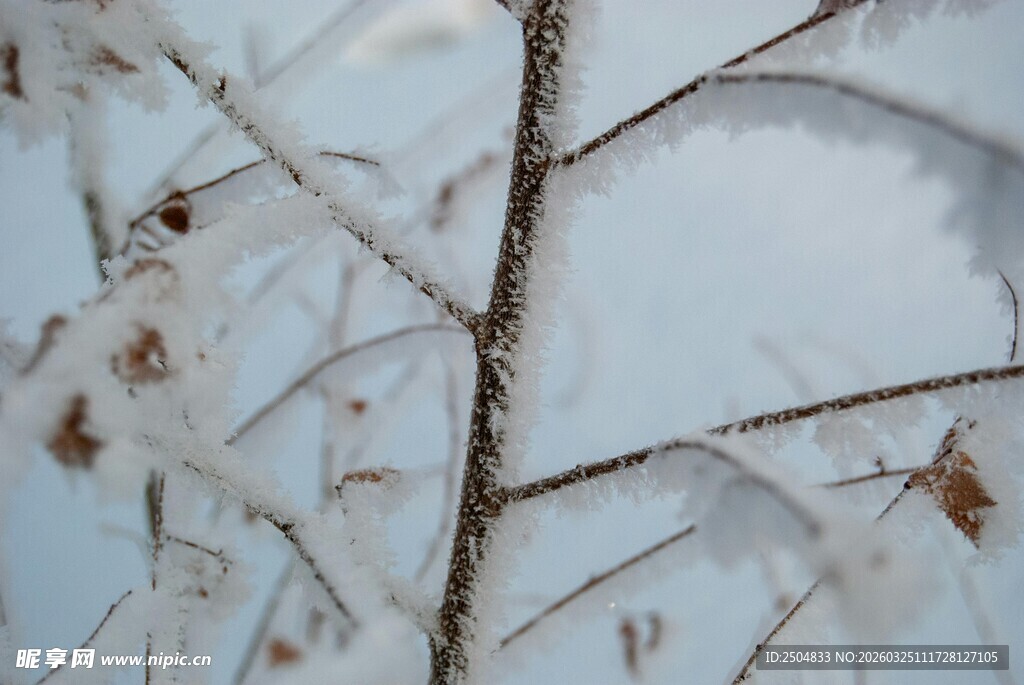 雪覆树枝的冬日景象