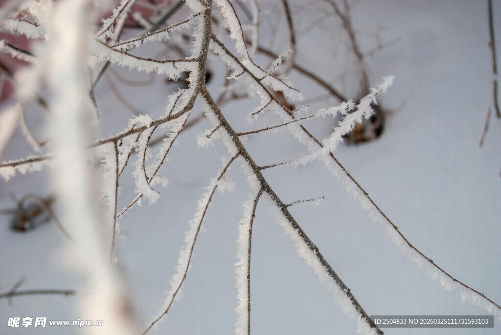 枝头覆雪的冬日景象
