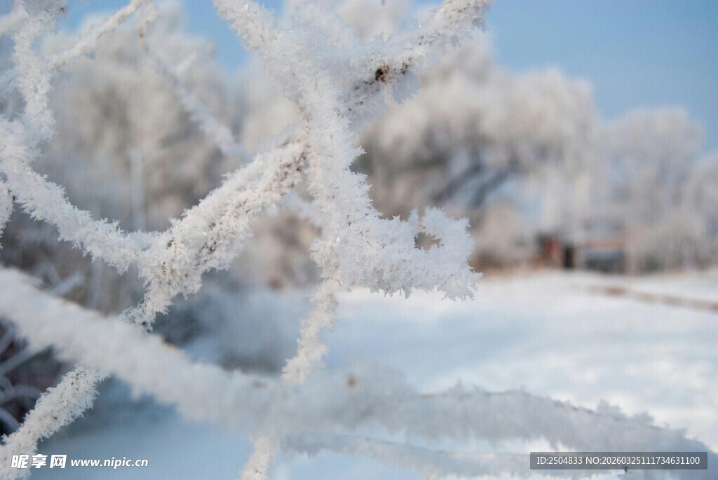冬日霜雪覆盖的美丽景致