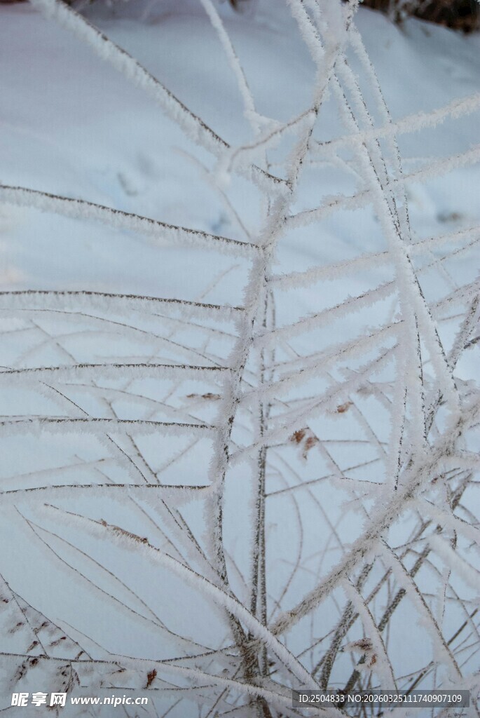 冬日覆霜树枝特写