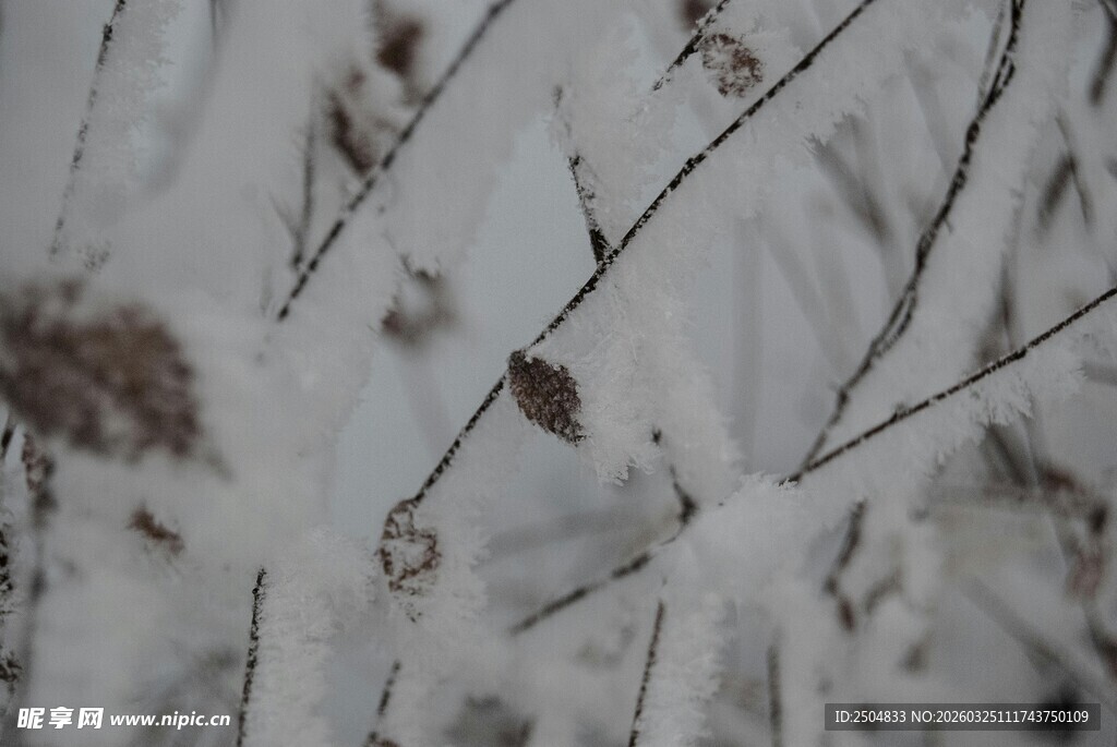 雪覆树枝的冬日景象