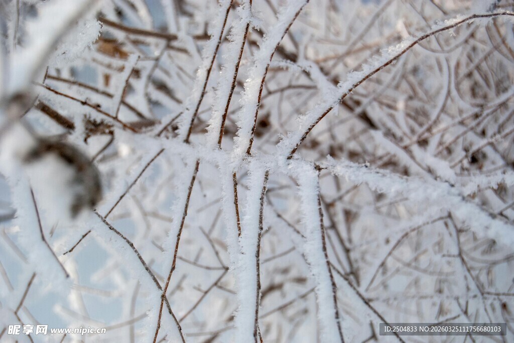 冬日冰霜覆盖的植物纹理